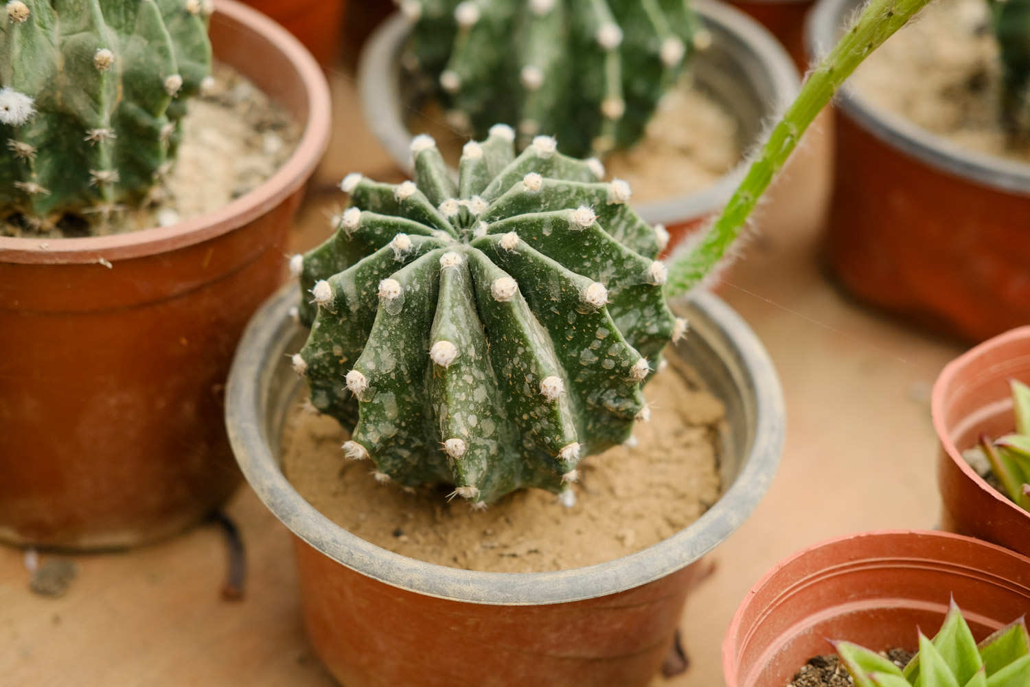 要缓慢的浇 要缓慢的浇